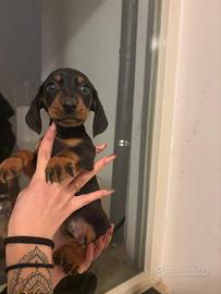 Bassotto kaninchen maschio