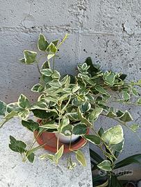piantina di Pervinca Major