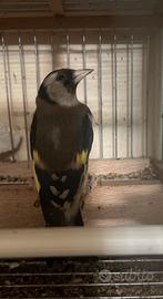 Cardellina anelalta foi 2025