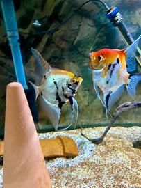 Coppia Scalari Red Devil e Yellow Devil