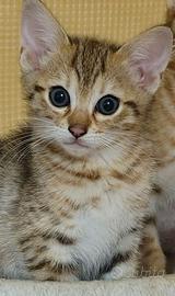 Gattina bengala disponibile