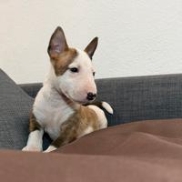 Bull terrier miniature