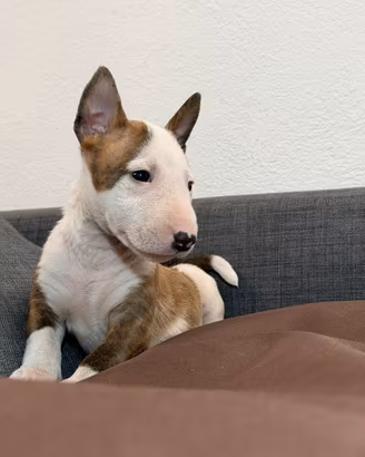 Bull terrier miniature