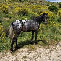 Cavallo appaloosa
