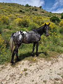 Cavallo appaloosa