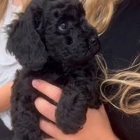 BARBONCINO -BARBONCINI NANI CUCCIOLI NERI pag rate