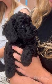 BARBONCINO -BARBONCINI NANI CUCCIOLI NERI pag rate