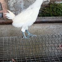 Galline ornamentali americane