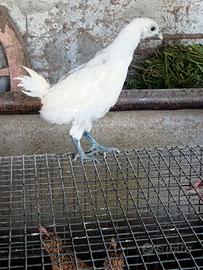 Galline ornamentali americane