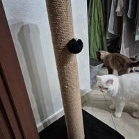 tiragraffi gattini 