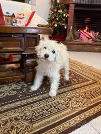 Barboncina nana bianca 4 mesi