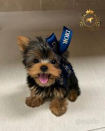 Dolcissimo Mini yorkshire Maschietto