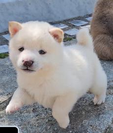 Shiba inu
