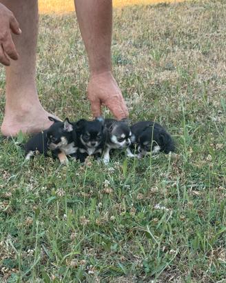 Chihuahua