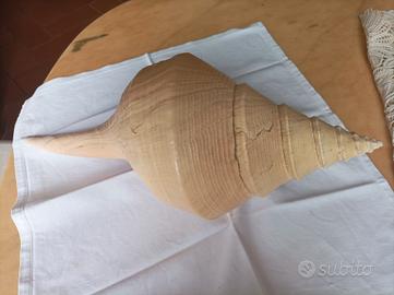 conchiglia da collezione 