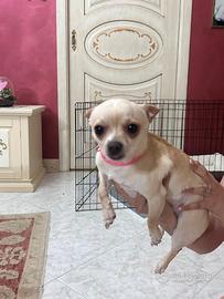 Cucciolo di chihuahua 9 mesi