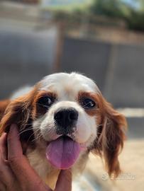 Femmina di Cavalier King