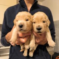 Cuccioli Golden Retriever linea americana