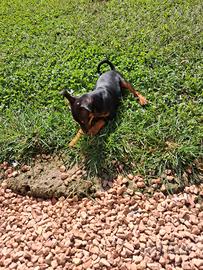 Meravigliosi 2 maschietti pincernero nero sfuoca