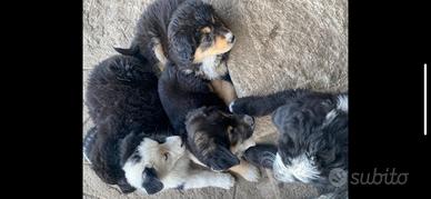 Cuccioli di pastore