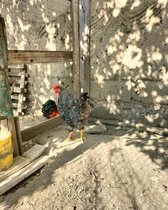 Gallo olive egger