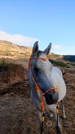 Araba originale