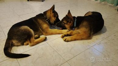 Pastore tedesco nati 15/01