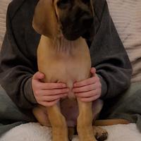 Alano Fulvo cucciola femmina