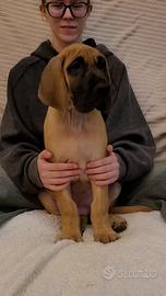 Alano Fulvo cucciola femmina