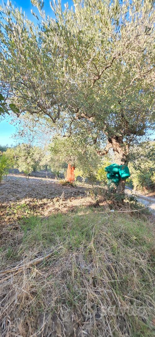 Terreno Agricolo Agropoli-Marrota - Vista 4