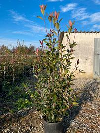 Photinia red robin pianta da siepe