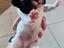 Immagine 4