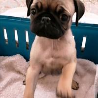 Cucciolo maschio di carlino