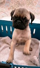 Cucciolo maschio di carlino