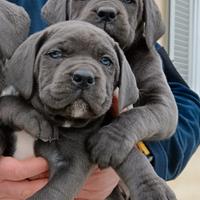 Cucciole femmine di cane corso