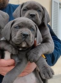 Cucciole femmine di cane corso