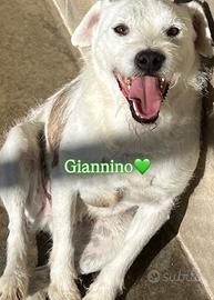 Giannino