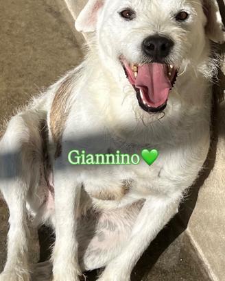 Giannino