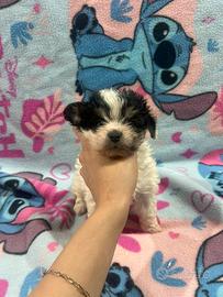 Maltipoo cuccioli