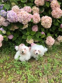 Maltesi superofferta