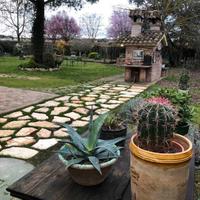 Lastra Trani Gigante sp. 5-7 cm