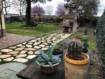 Lastra Trani Gigante sp. 5-7 cm