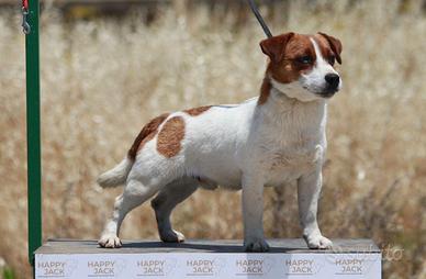 Jack Russell terrier per monta