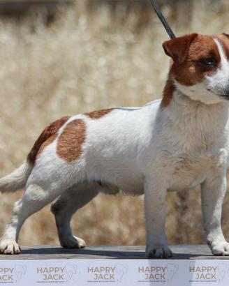 Jack Russell terrier per monta