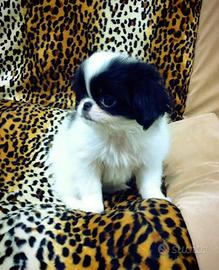 Japan Chin bianco nero