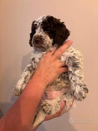 Cuccioli Lagotto Romagnolo