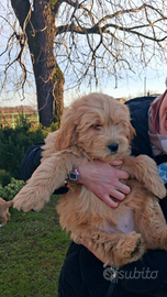 Goldendoodle Cuccioli