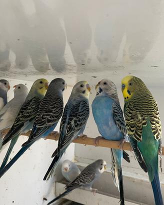 Cocorite diverse mutazioni