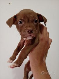American Pitbull terrier ukc