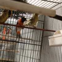 Cardinalini del Venezuela